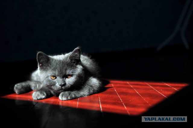 Котовторник 18.03.2014