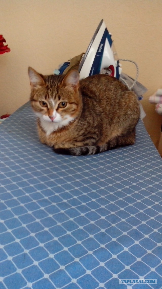 Котовторник 17.06.2014