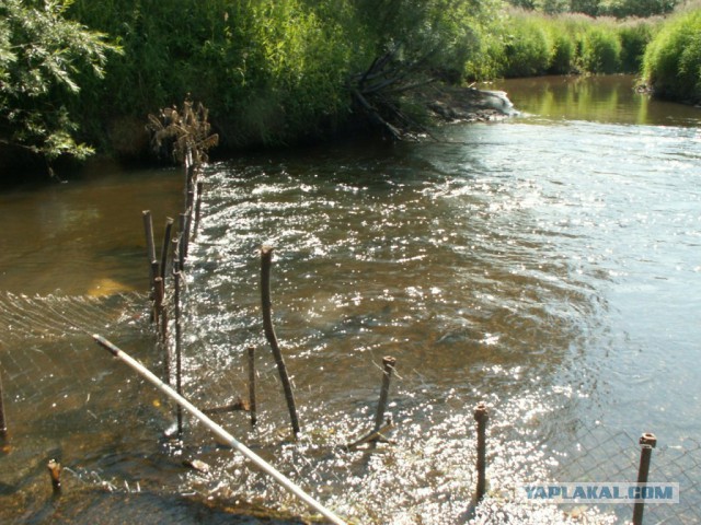 Ход лосося на Сахалине