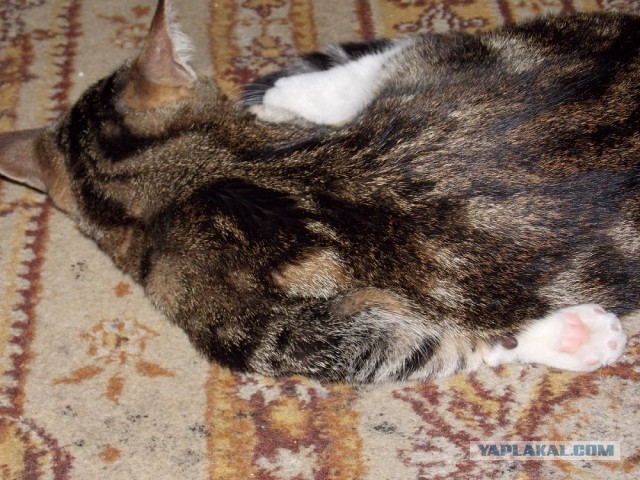 Котовторник 12.08.2014