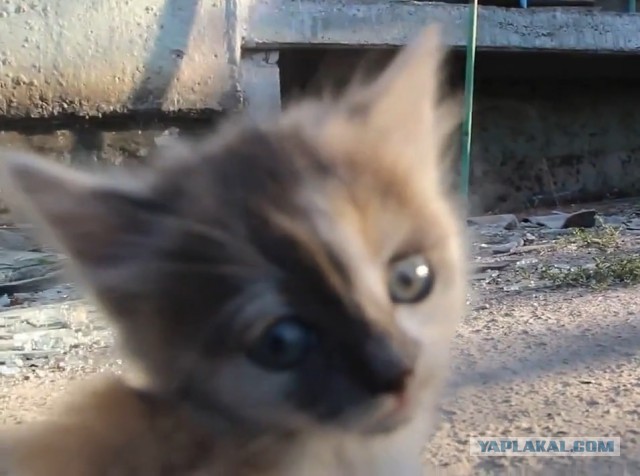 Котёнок устал от войны