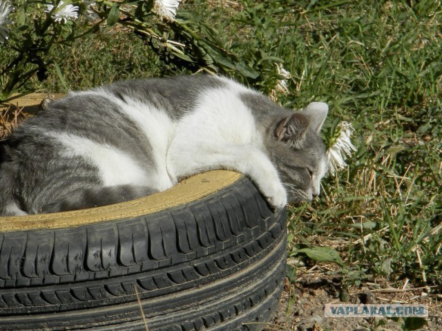 Котовторник 7.10.2014