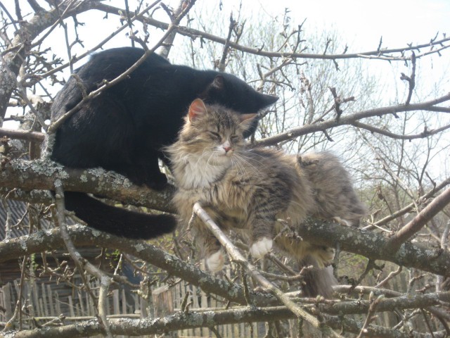 Котовторник 21.10.2014