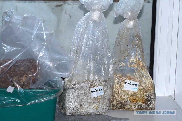 Выращивание грибов на подоконнике