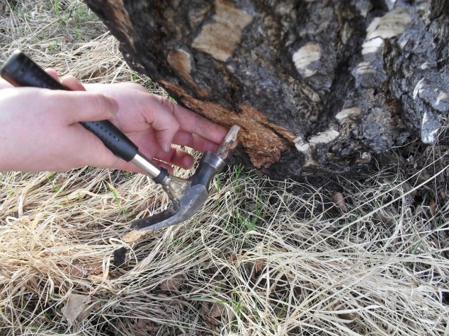 Сбор березового сока