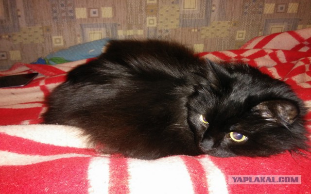 Котовторник
