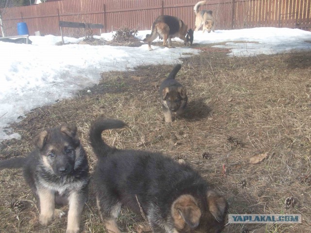 Мои щенки