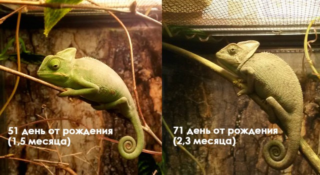 Хамелеон Бася: зачатие, детство, отрочество