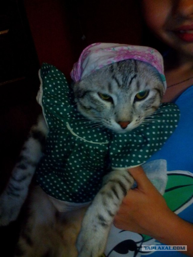 Котовторник 7.07.2015