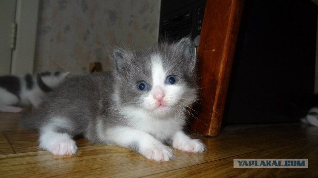 Котэподборка