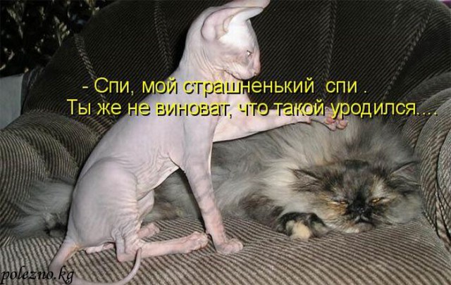 А поутру они проснулись...