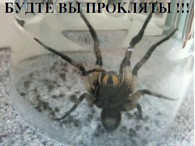 Неожиданность с пауком