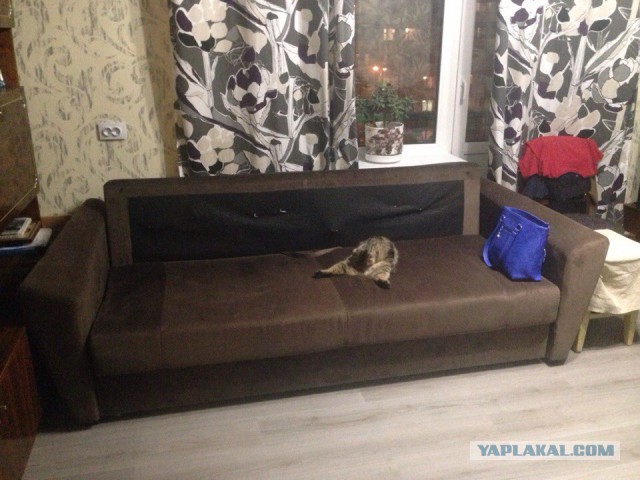 Когда твой кот уснул как...