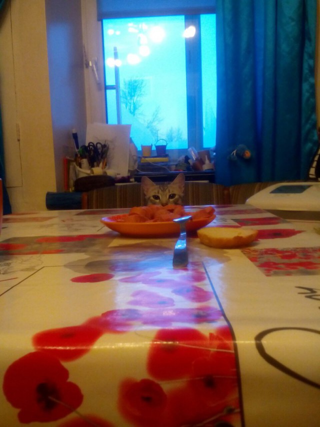 Котовторник