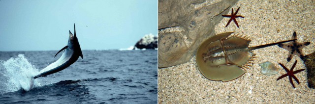 Капитаны женских команд сборной России и сборной Италии по водному поло