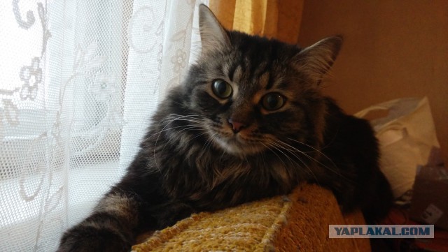 Про моего котика: нежного, злого, вредного