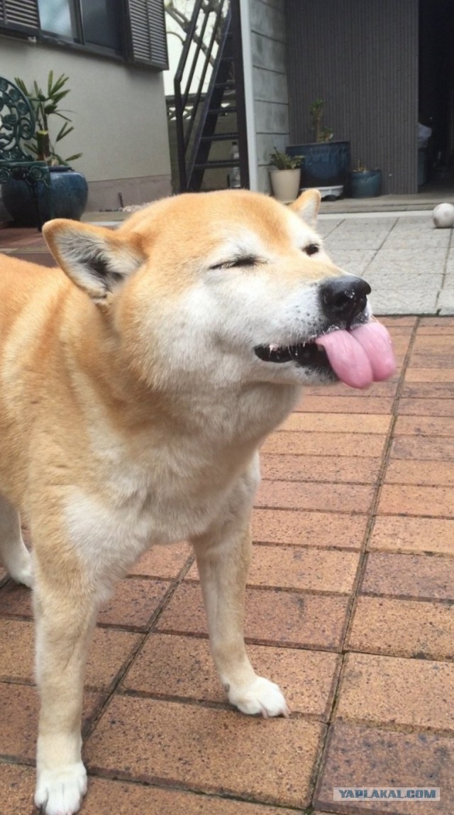 Субботняя подборочка картинок