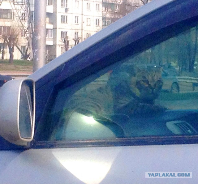 Кот едет в машине первый раз