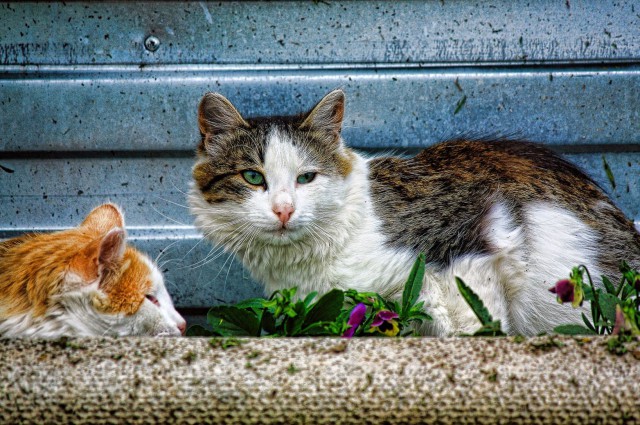 Котовторник 26.07 2016