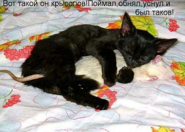Всячина. Картинки
