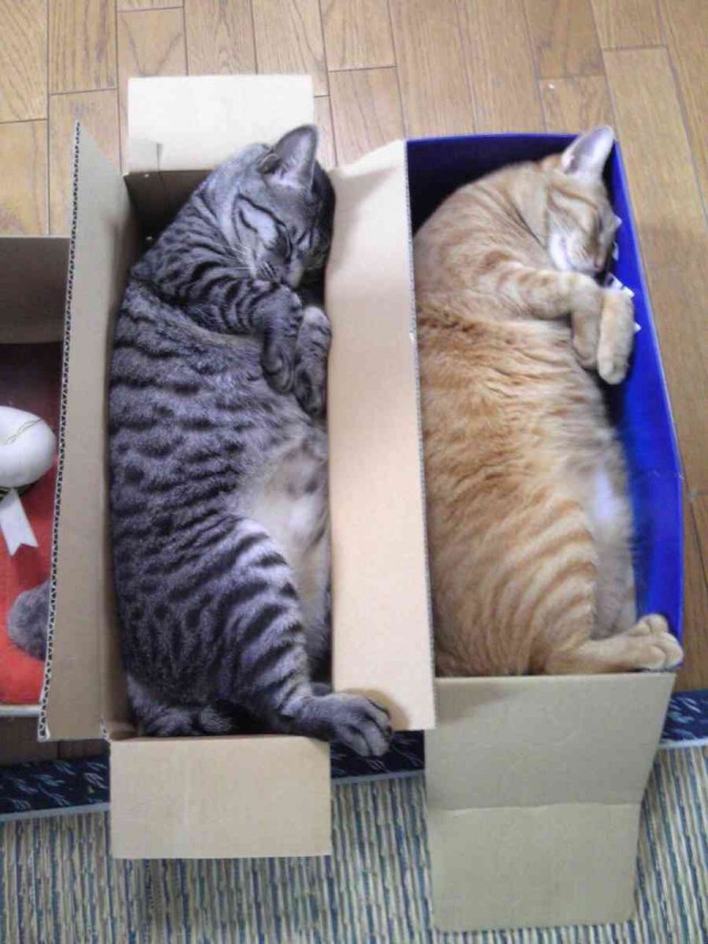 Коты из сети