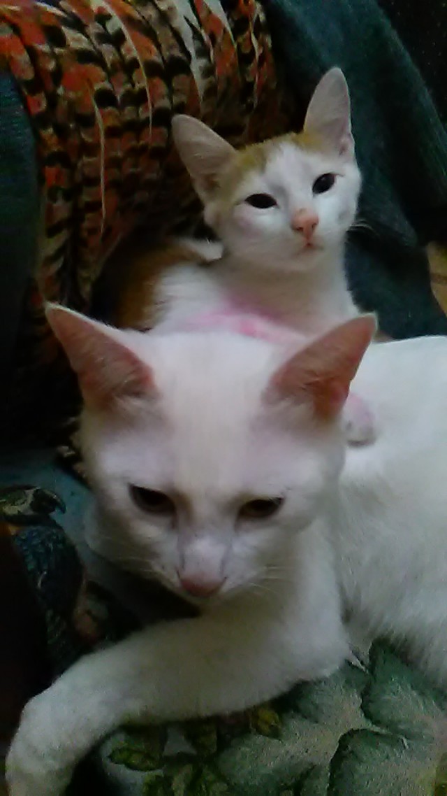 Котовторник 20.12.2016