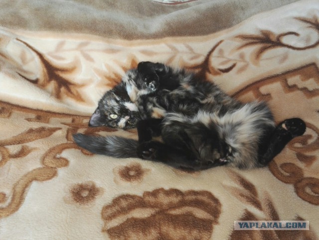 Коты и Кошки