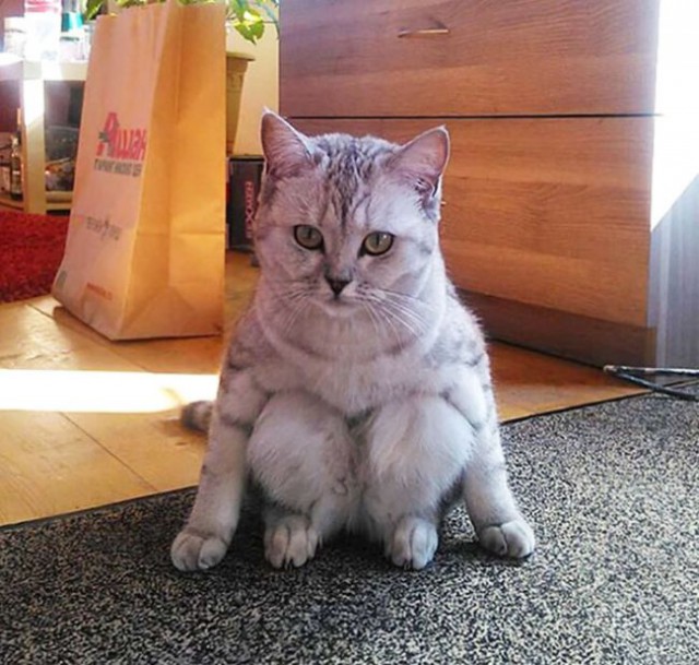 Коты и Кошки