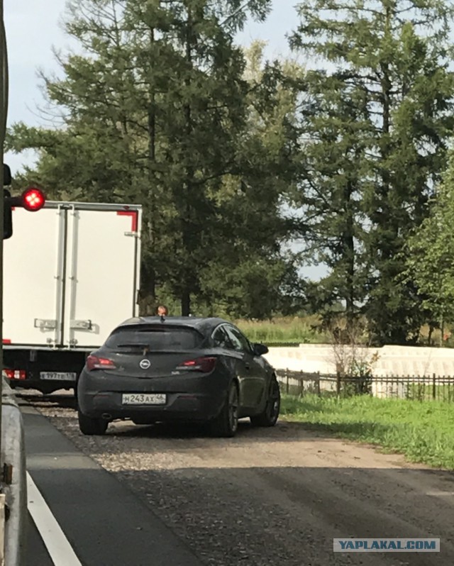 Ошалевший обочечник. Приморье