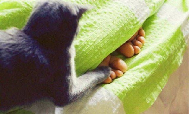 Коты и Кошки