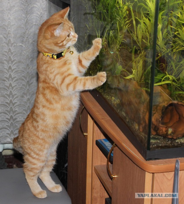 Аквариум – это интерактивный телевизор для кошек.