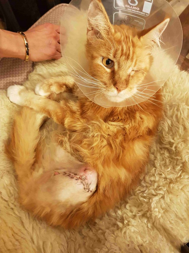 “Не бойся, я всё знаю!” Приютский кот принял бездомного котенка, как родного