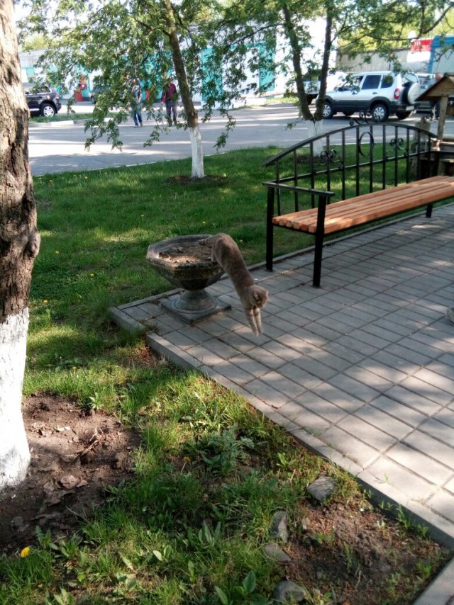 Котовторник!