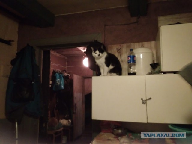 Жизнь домашнего приюта для котеек 200