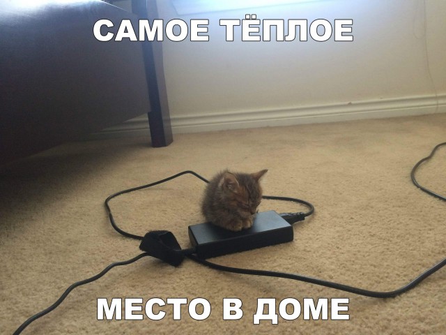 Фотобомбы котов