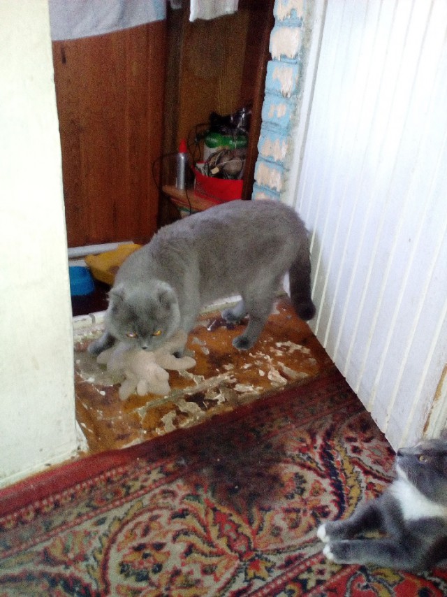 Давай заведем кота
