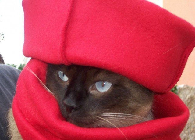 Забыли котовторник? А вот он!