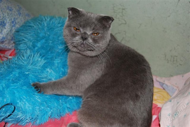 Котовторник - С праздником, котоводы!