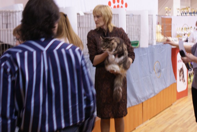Выставка кошек