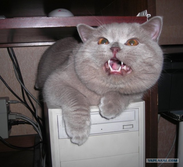 It's Catursday Fever! (Котовторник)