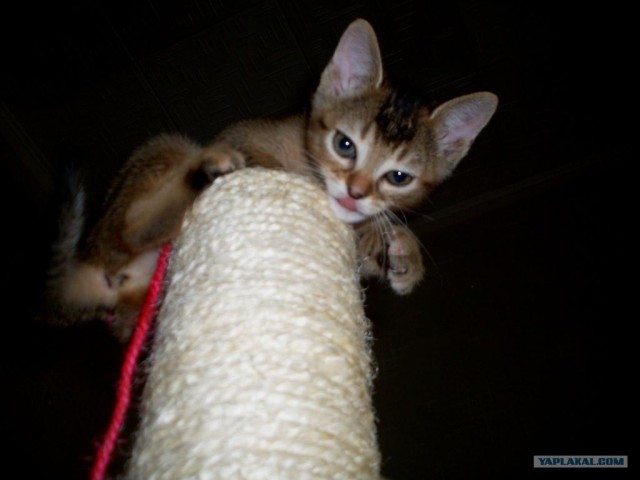 Котовторник  07.06.11