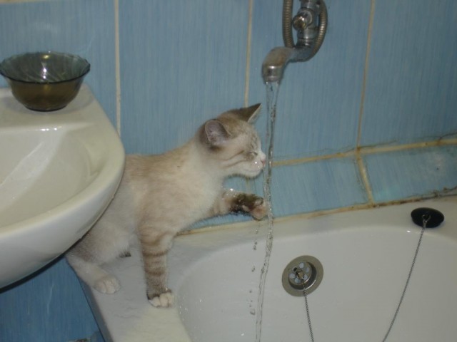 Супер-котофото на котовторник