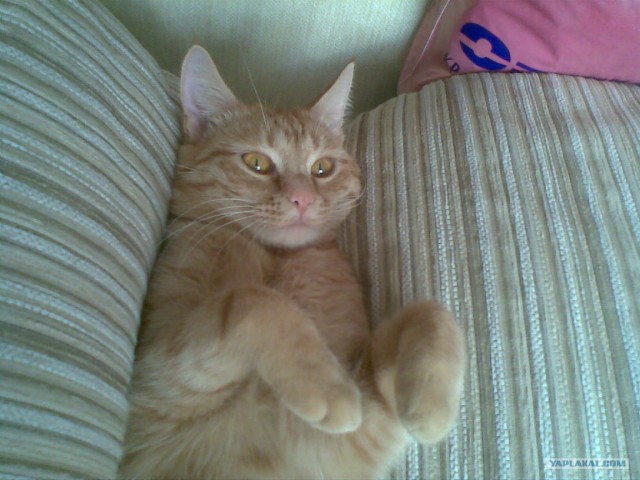 Котовторник (31.01.2012)