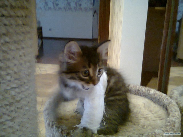 Котовторник 27.03.2012