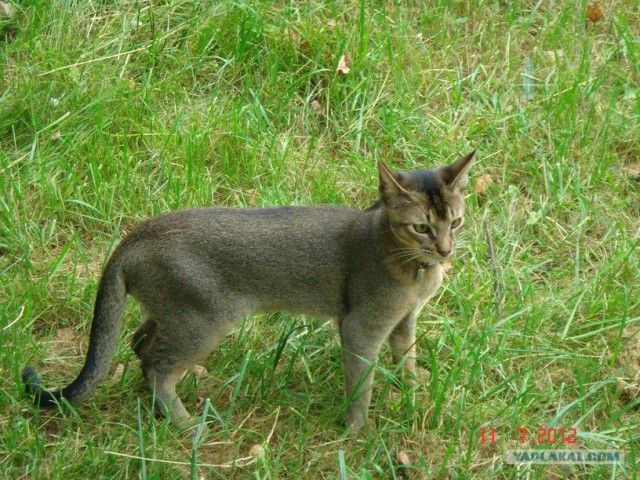 Котовторник 31.07.2012 г.