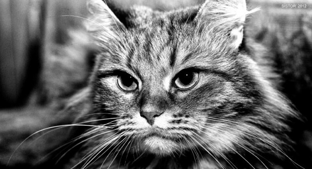 Котовторник  28.08.12