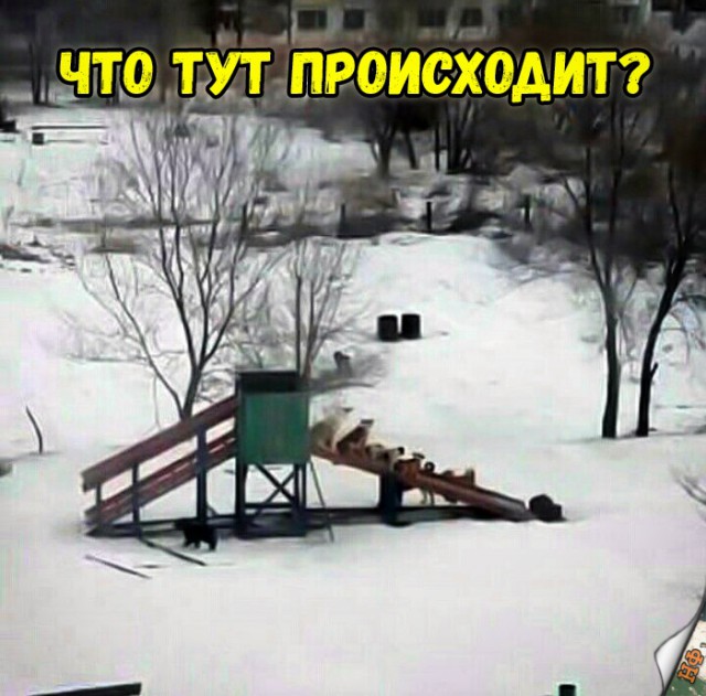 Нестандартный юмор