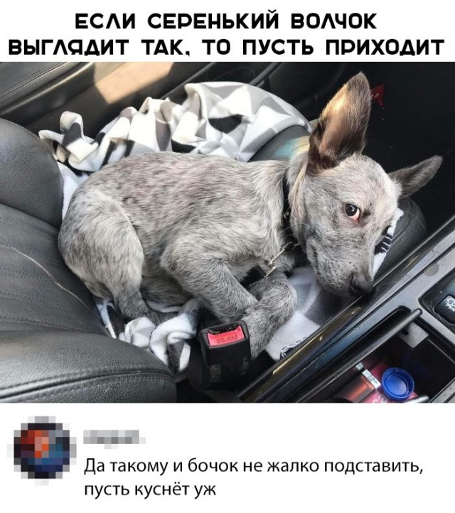 Милые животные. Мимиметр сломался