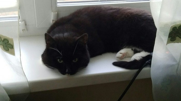 Мой котяра!
