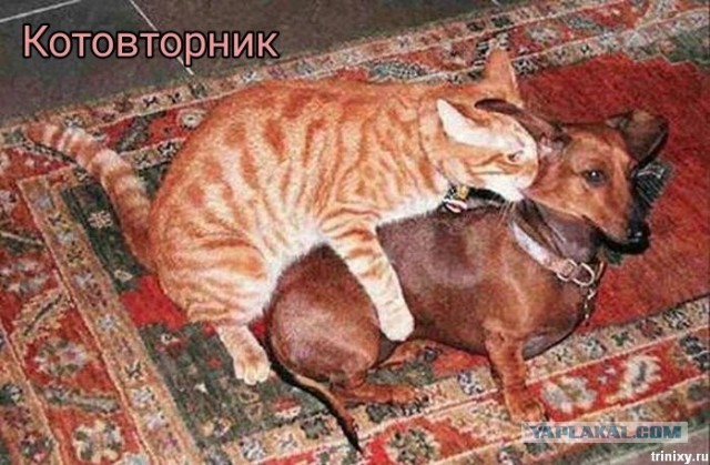 Коротко о ЯПлакал в картинках